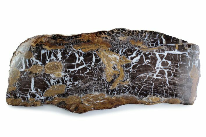 Polished Petrified Shrinkwood Slab - Parker, Colorado #378113